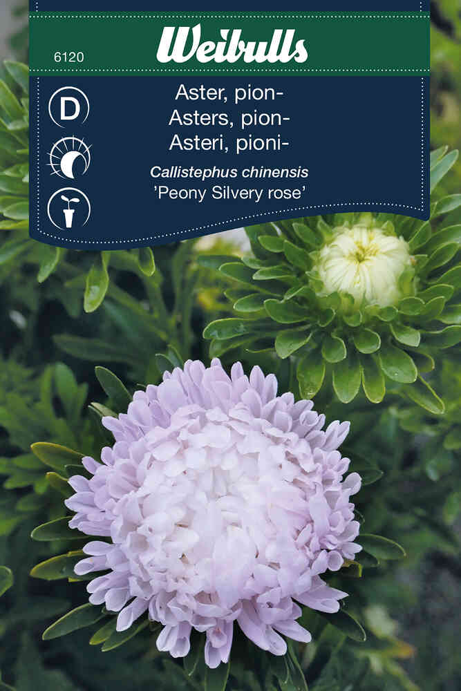 Pionaster 'Silvery Rose'