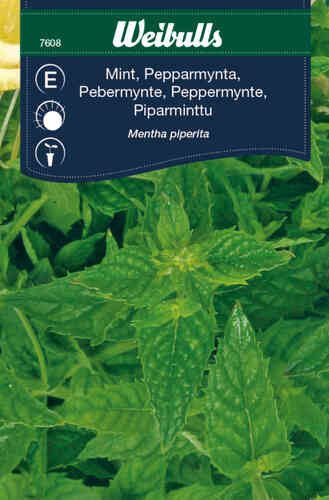 Pepparmynta