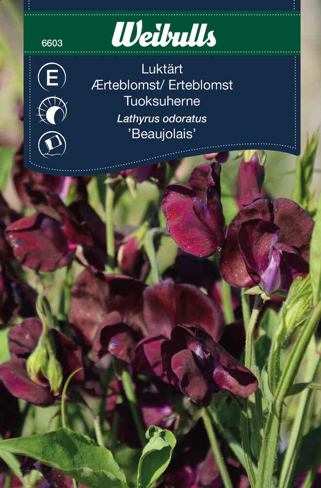 Luktärt 'Beaujolais'