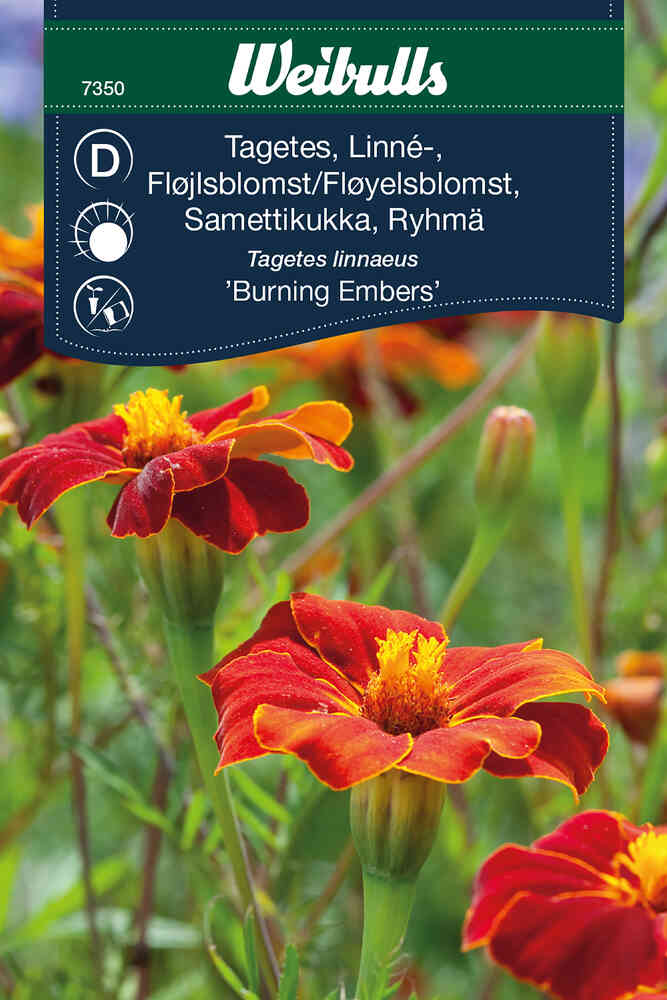 Ryhmäsamettikukka 'Burning Embers'