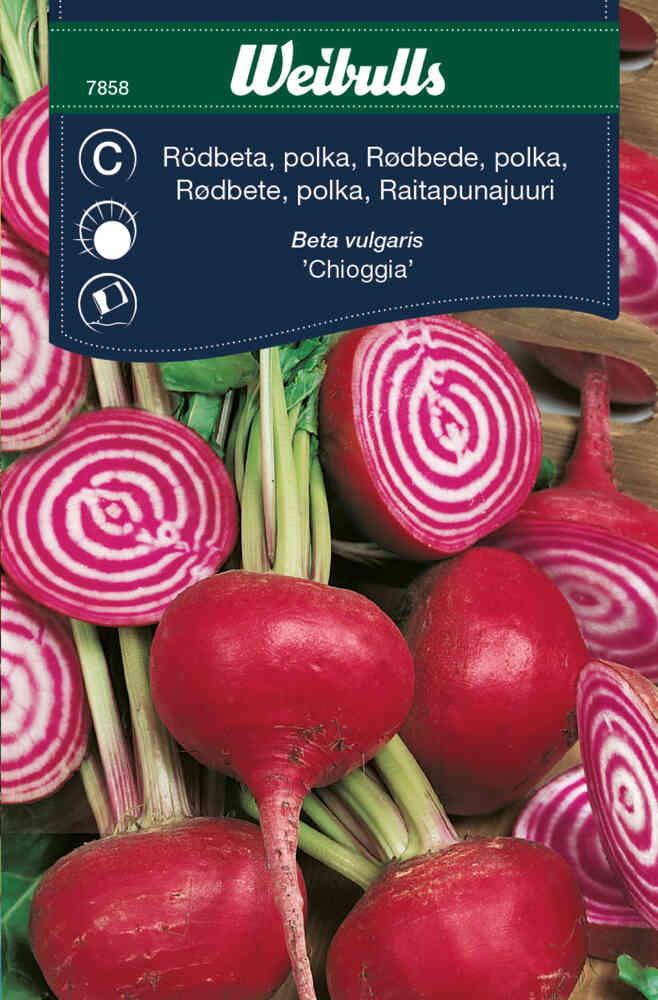 Polkarödbeta 'Chioggia'