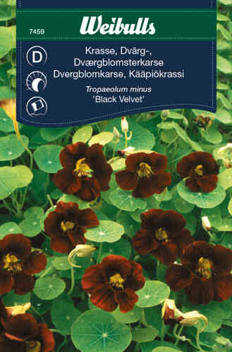 Buskkrasse 'Black Velvet' 
