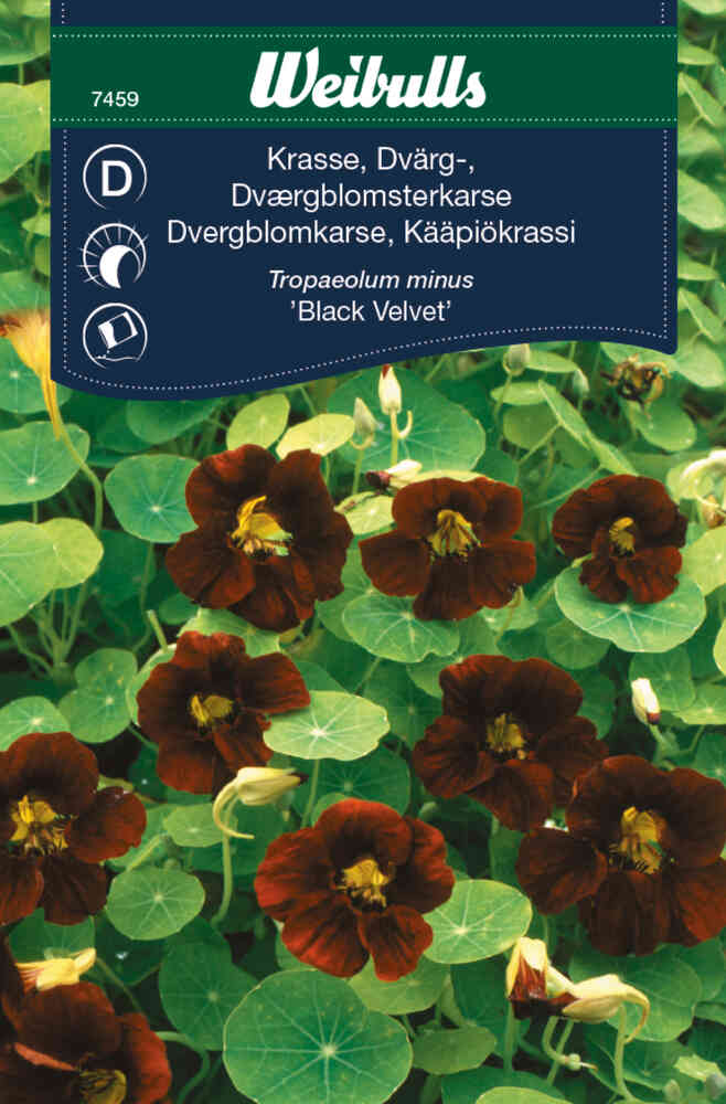 Buskkrasse 'Black Velvet'