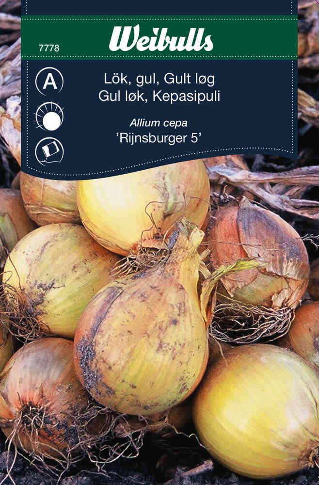 Gul lök 'Rijnsburger 5'