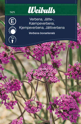Jättiverbena
