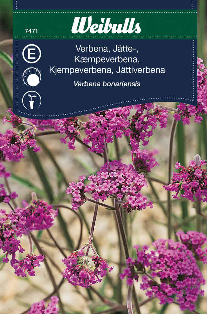 Jätteverbena