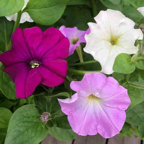 Petunia 'Colorama mix'