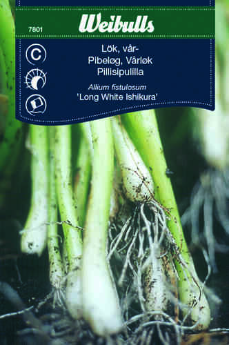 Piplök 'Long White Ishikura' 