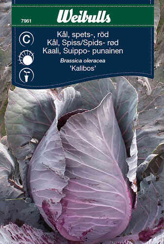Spetskål 'Kalibos' 