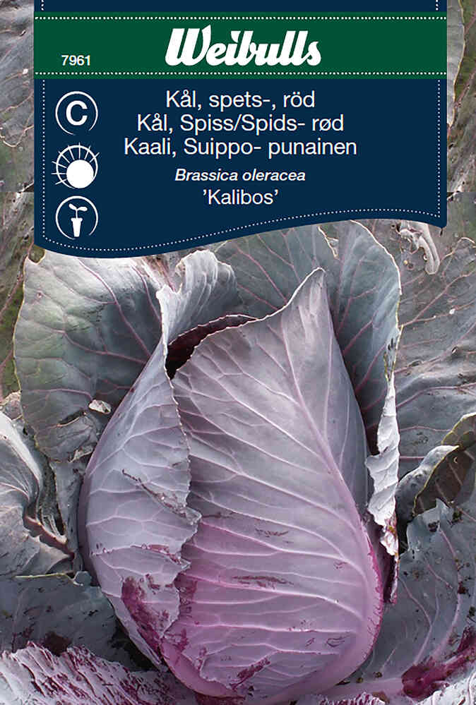 Suippokaali 'Kalibos'