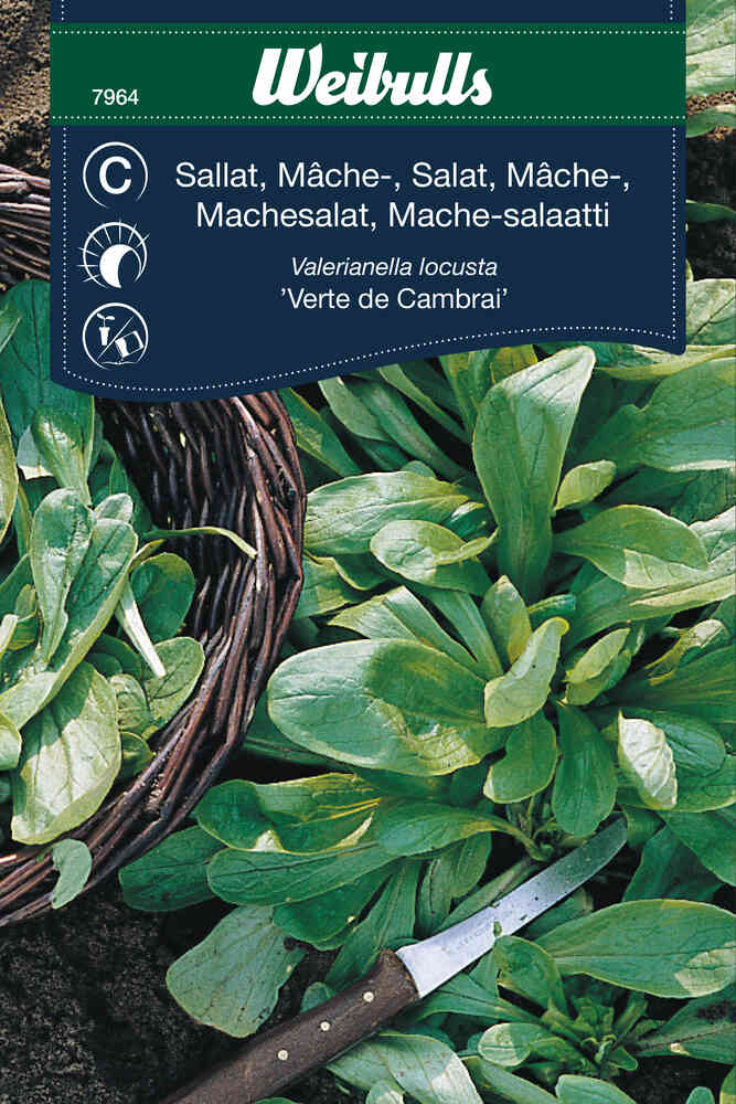 Mâchesallat 'Verte de Cambrai'