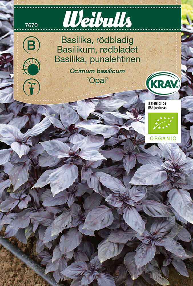 EKO Rödbladig basilika 'Opal'