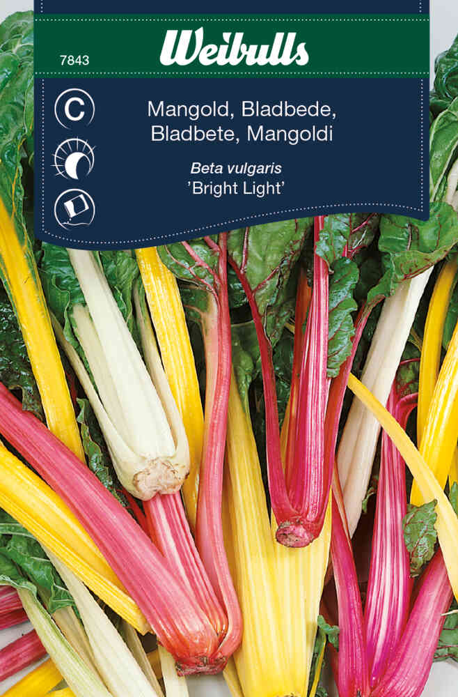 Mangold 'Bright Light'