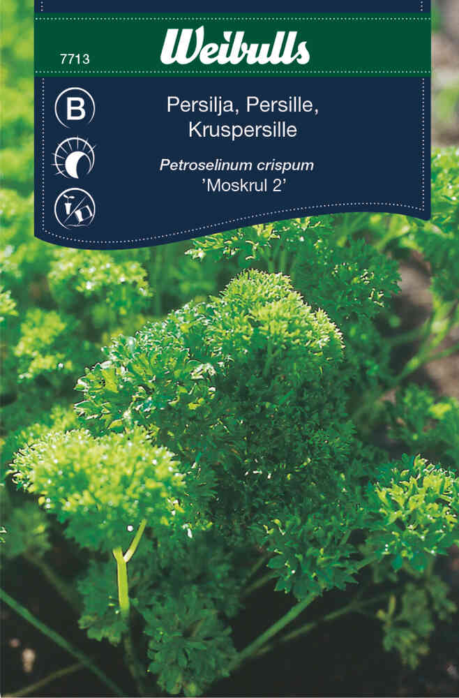 Kruspersilja 'Moskrul 2'