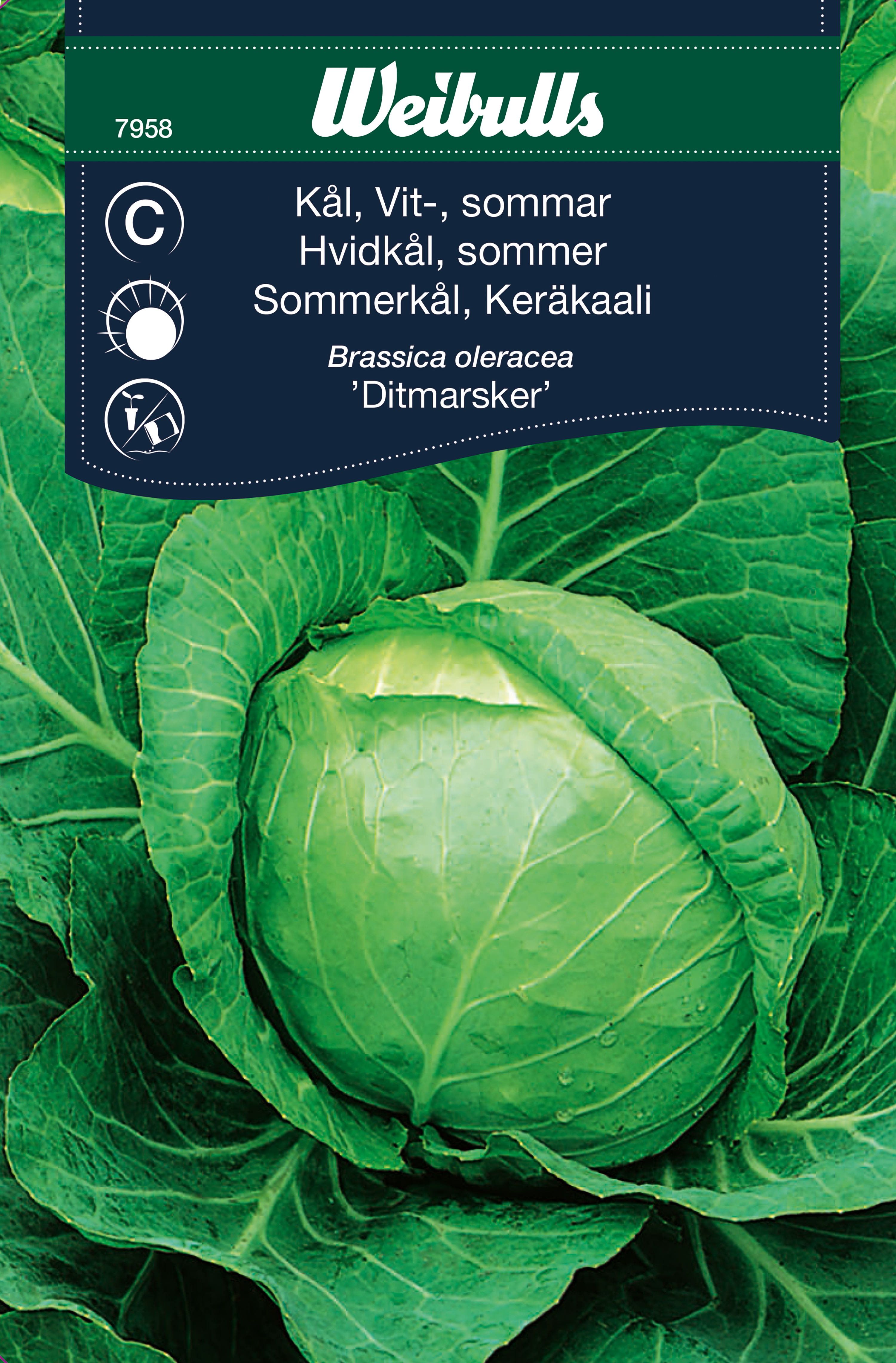 ker-kaali-valkokaali-ditmarska-najwcze-niejsza-mustila-puutarha