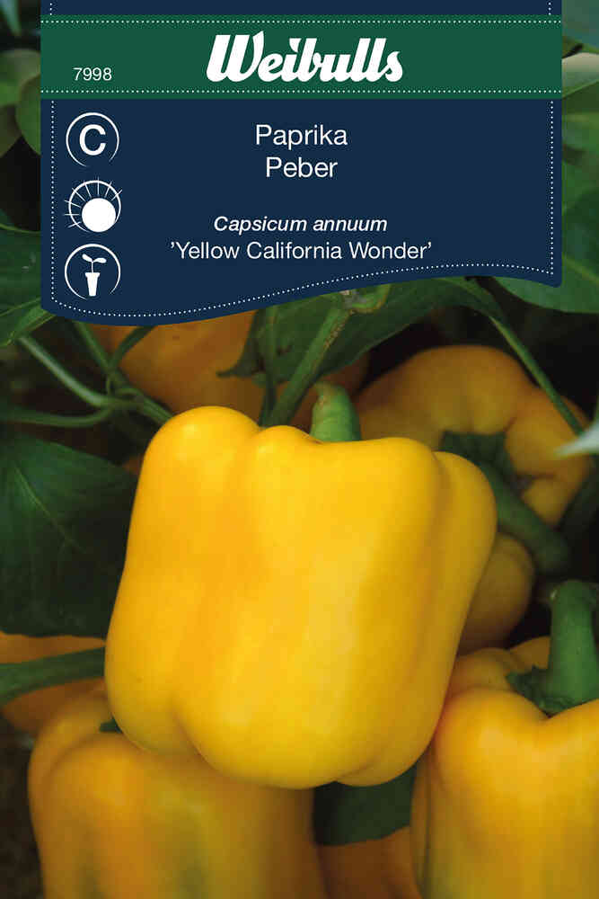 Paprika 'Yellow California Wonder'