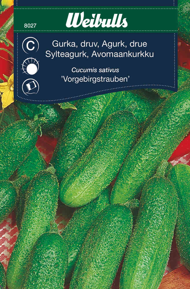 Frilandsgurka 'Vorgebirgstrauben'