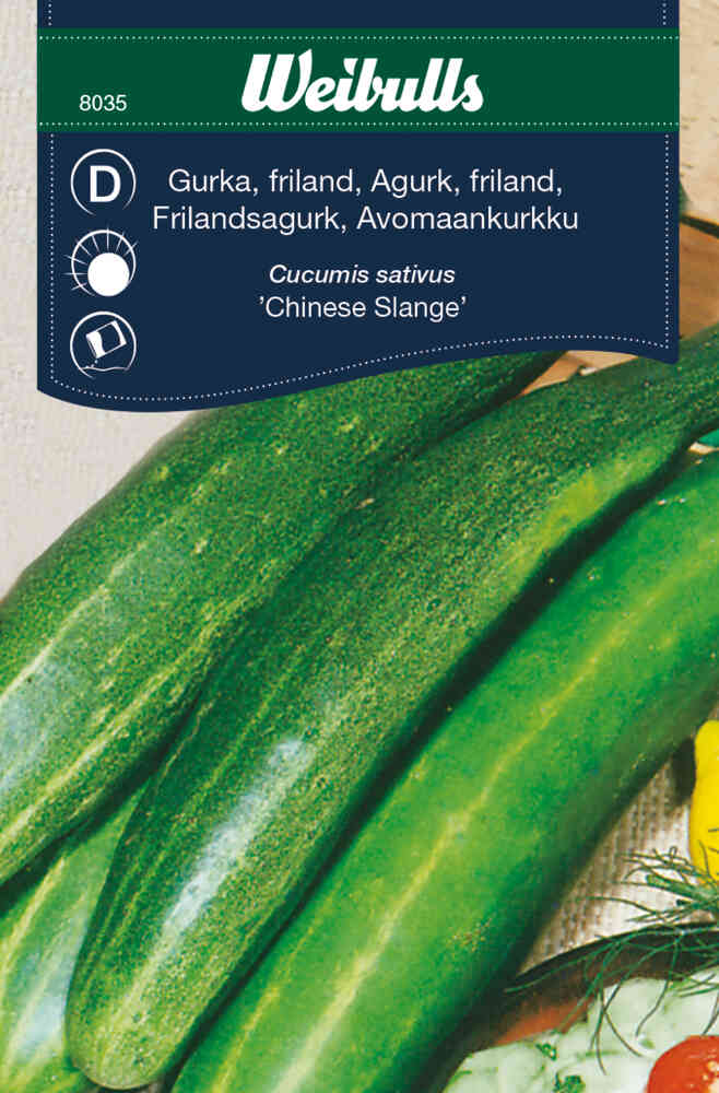 Slanggurka 'Longo da China'