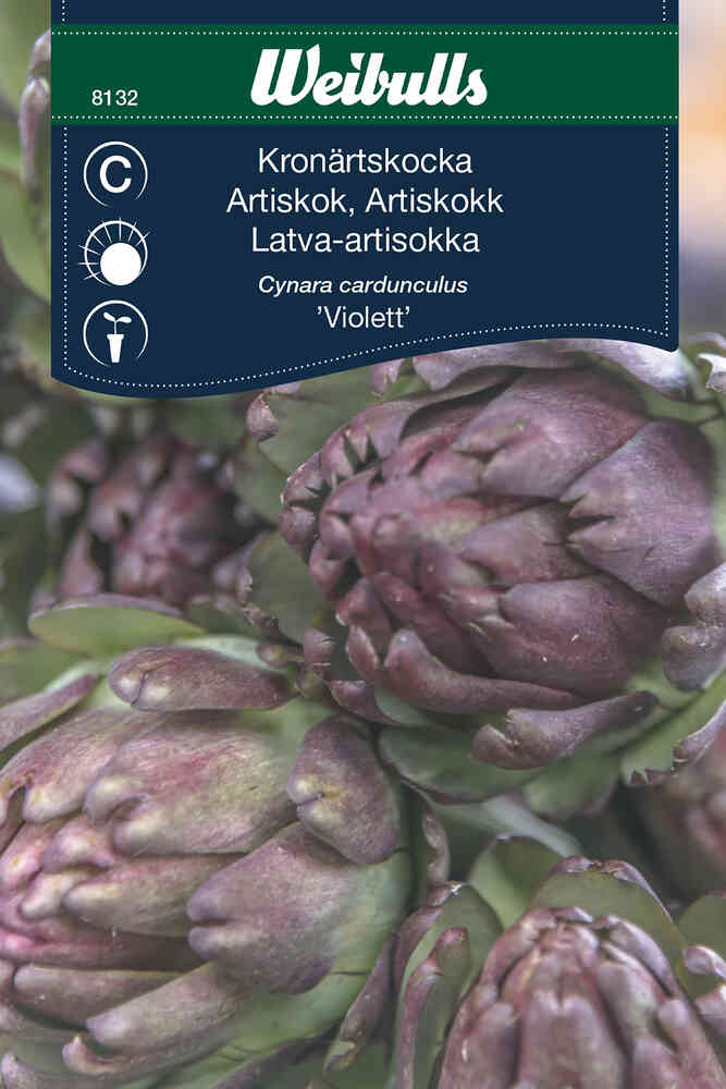 Kronärtskocka 'Violett'