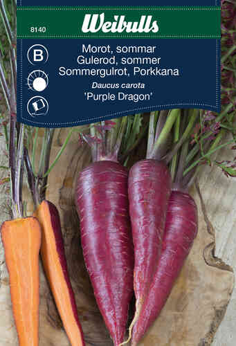 Kesäporkkana 'Purple Dragon'