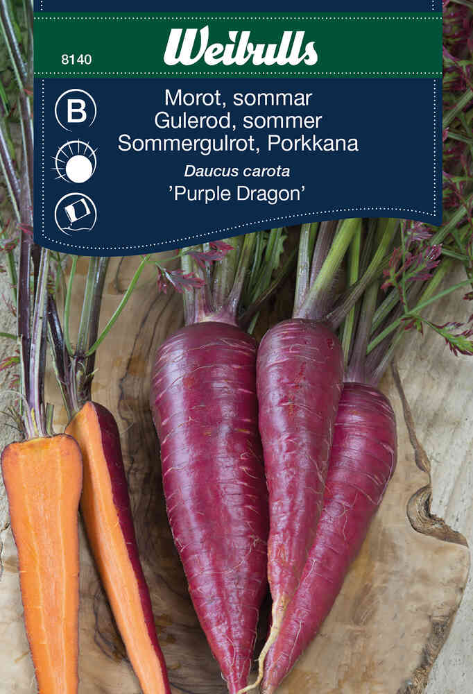 Sommarmorot 'Purple Dragon'