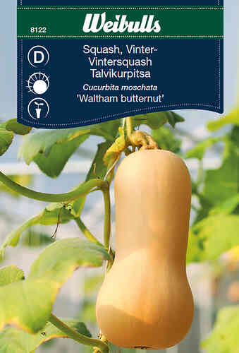 Myskpumpa 'Waltham Butternut' 