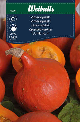  Hokkaidopumpa 'Uchiki Kuri'