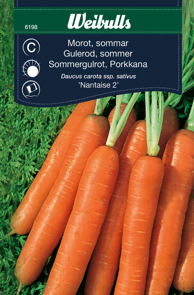 Sommarmorot 'Nantaise 2'