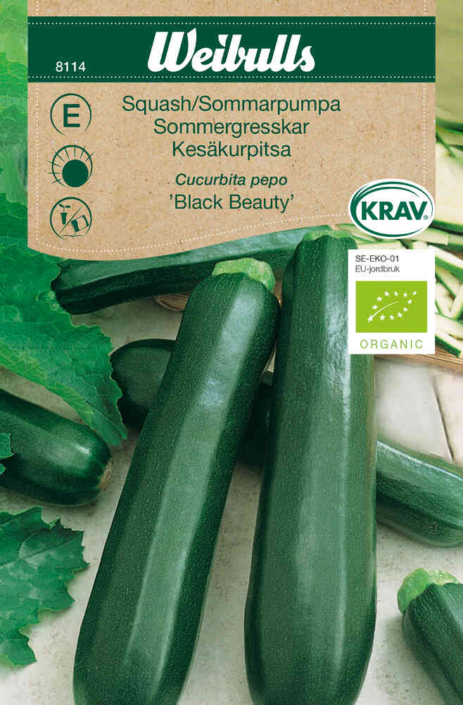 EKO Squash 'Black Beauty'
