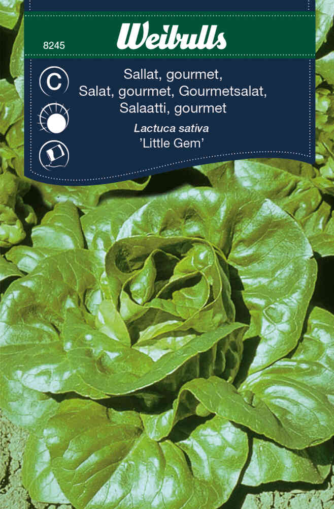 Bindsallat, gourmet 'Little Gem'
