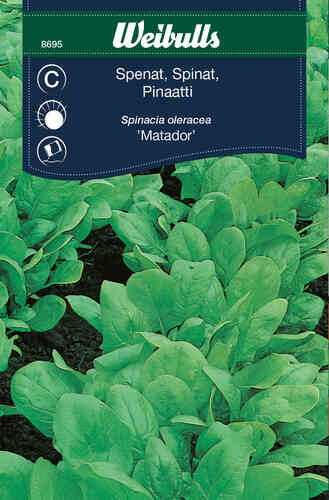 Pinaatti 'Matador'
