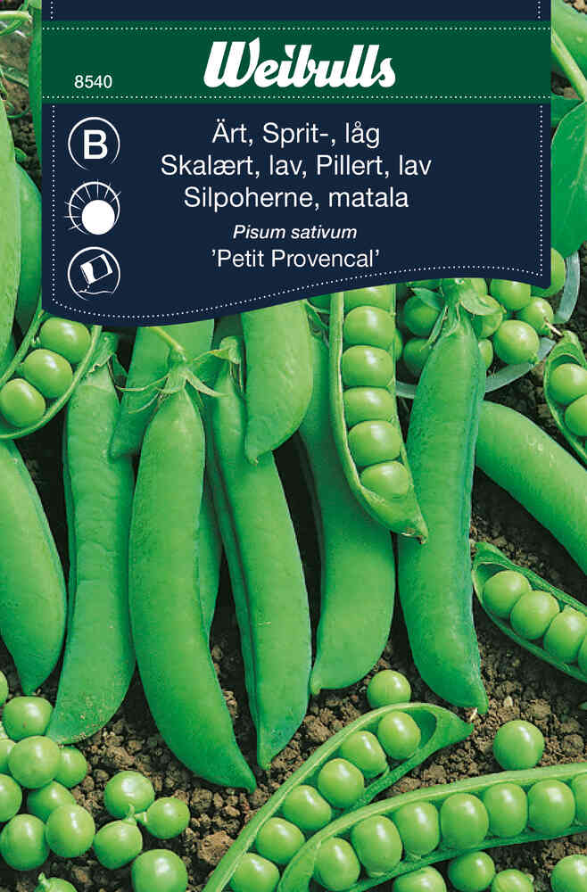 Spritärt, låg 'Petit Provencal'