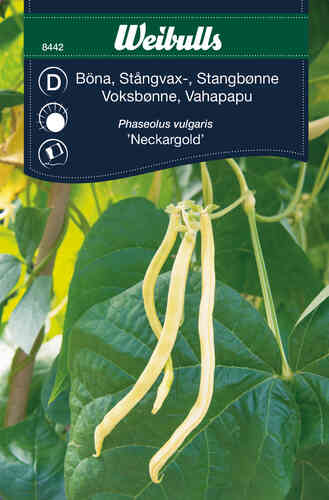 Salkovahapapu 'Neckargold'