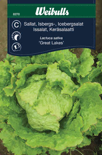 Jäävuorisalaatti 'Great Lakes 659'