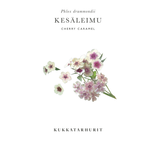Kesäleimu  'Cherry Caramel' 