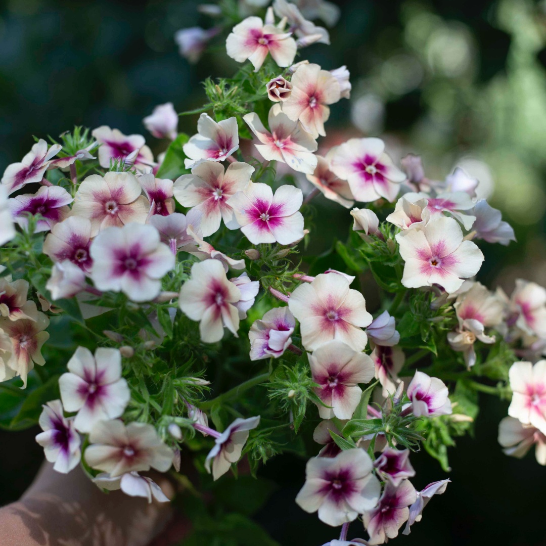 Sommarflox  'Cherry Caramel' 