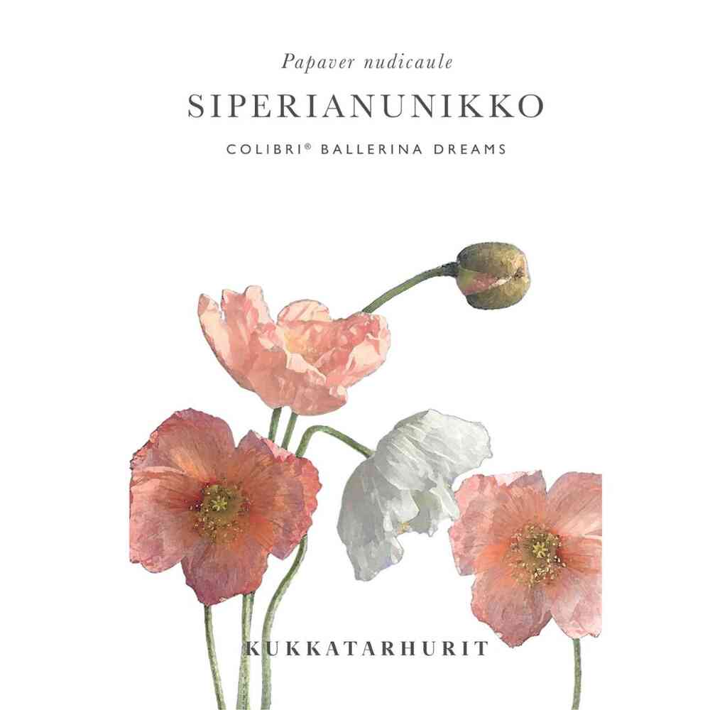 Sibirisk vallmo Colibri® Ballerina Dreams