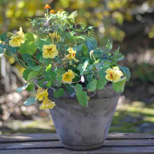 Ätbara blommor mix 3 in 1