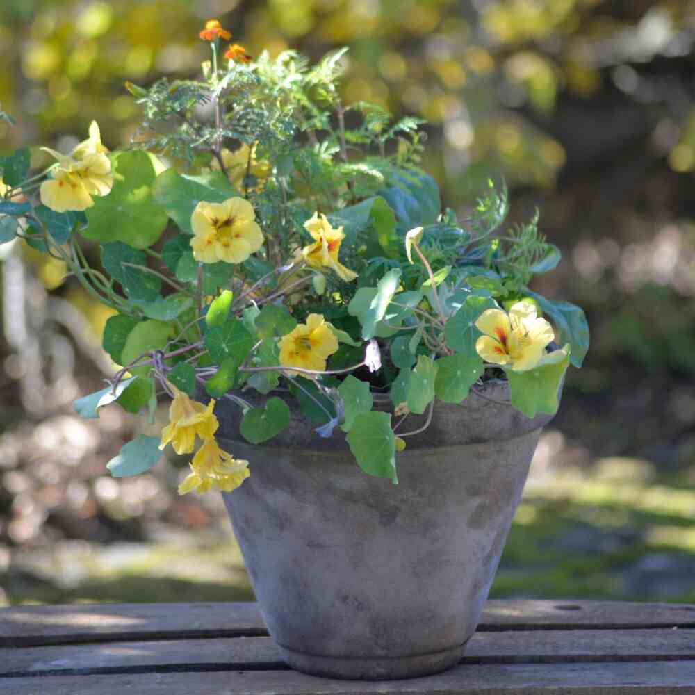 Ätbara blommor mix 3 in 1