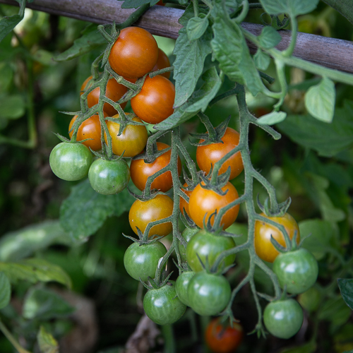 Körsbärstomat 'Sungold' F1