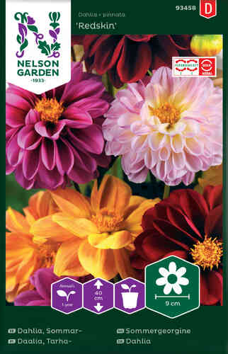 Sommardahlia 'Redskin Mixed'