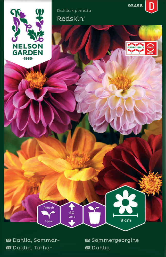 Sommardahlia 'Redskin Mixed'