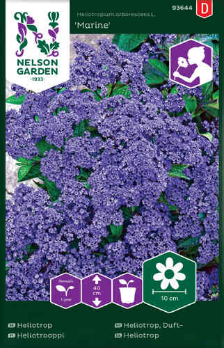 Heliotrop 'Marine'