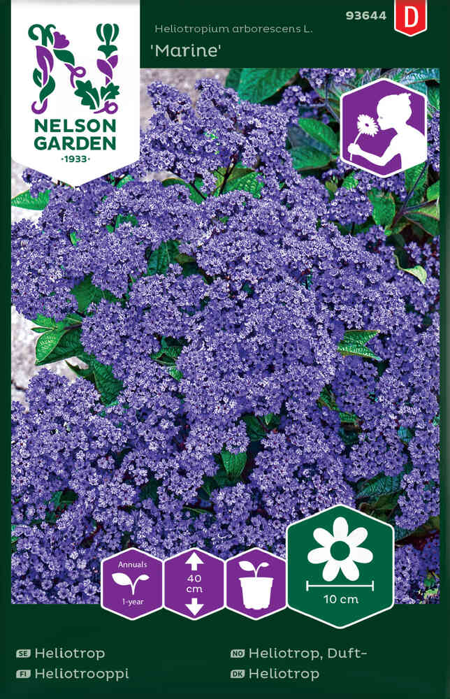 Heliotrop 'Marine'