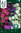 Tarhapetunia 'Picobella' F1
