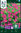Tarhapetunia 'Showers Burgundy'