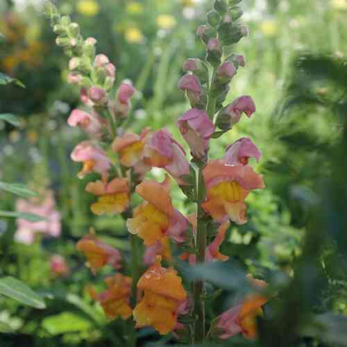 Lejongap 'Opus Early Bronze' F1