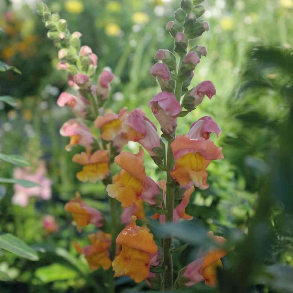 Lejongap 'Opus Early Bronze' F1