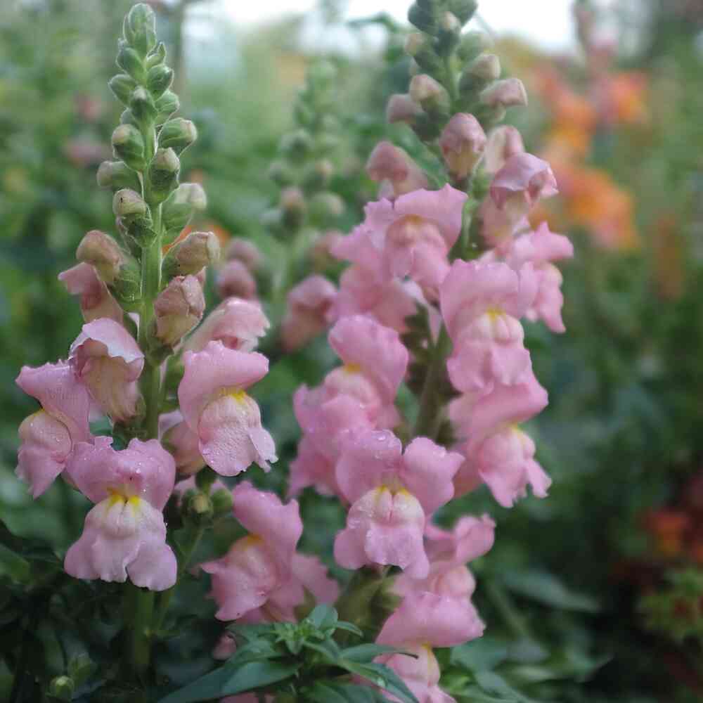 Lejongap 'Opus Pink' F1