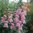 Leijonankita 'Opus Pink' F1